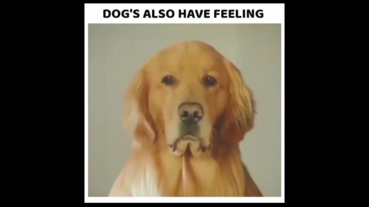 Dog have feeling too