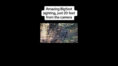 Bigfoot encounter