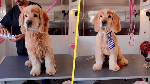 Senior Cocker Spaniel Mix, Left at Shelter When Owner Died, Gets Transformation