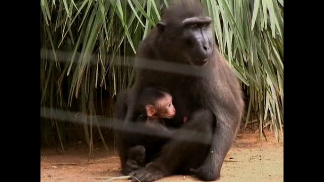 Three Baby Macaques