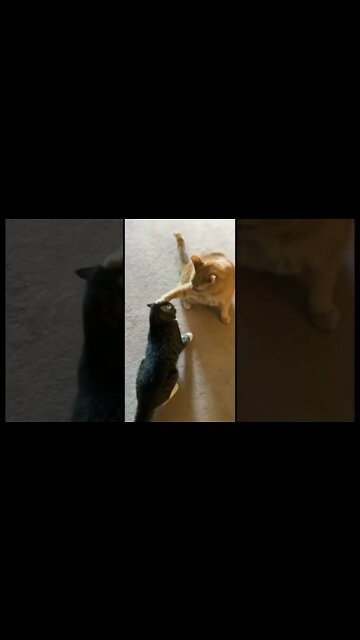 Stopping my Cute Cats from Fighting