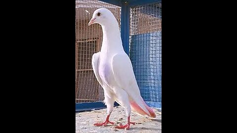 Pigeon in Makkah