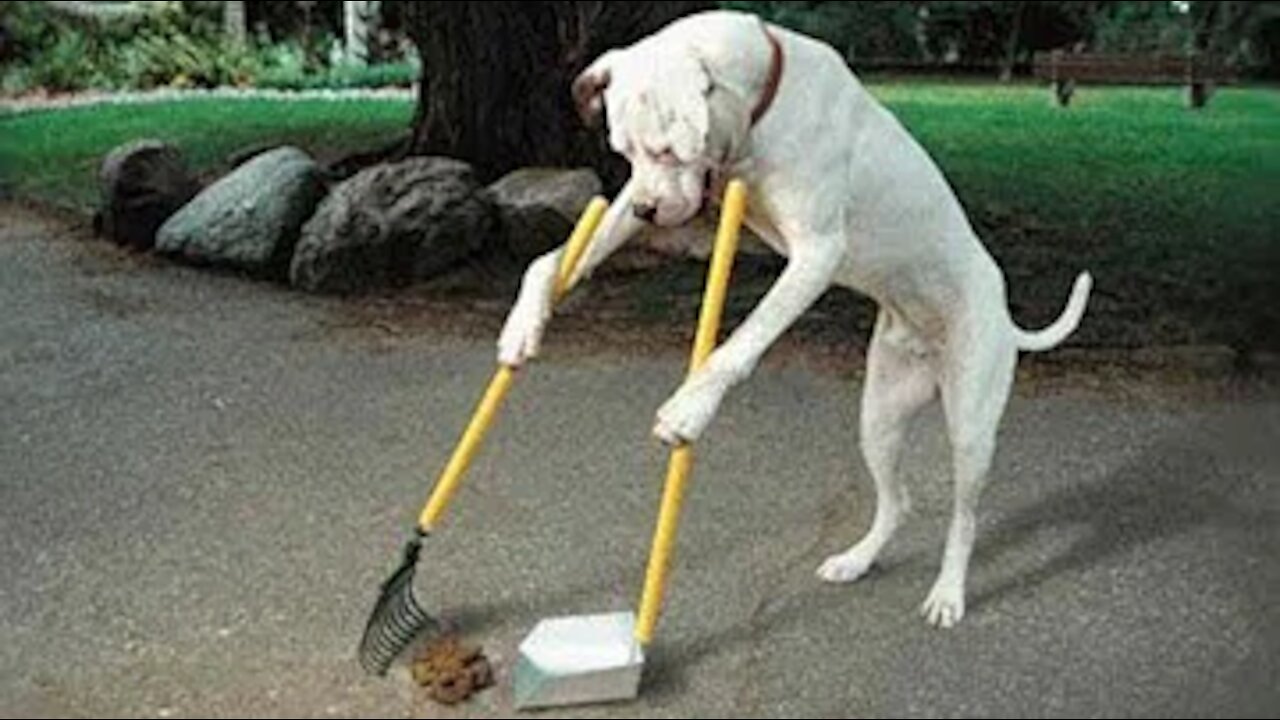 15 Best Trained and Disciplined Dogs in The Whole World!