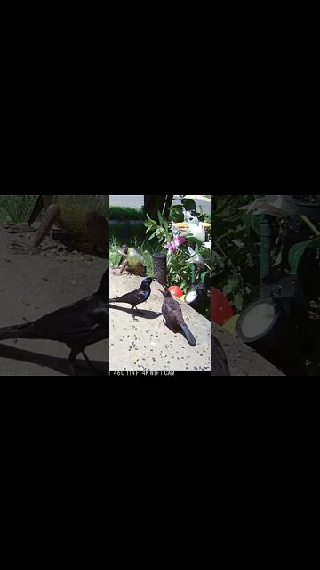 Baby Birds Being Fed #Shorts 🌻