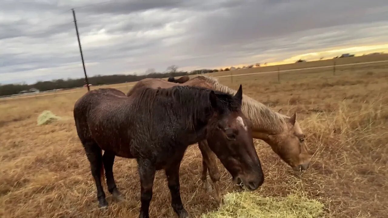 Mama Rabbit Missing - Lots Of Fur Found - Visit With Horses & Cat