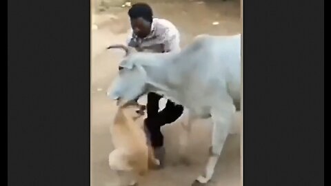 Bull Mauls Scumbag African That Was Torturing A Dog - HaloRock