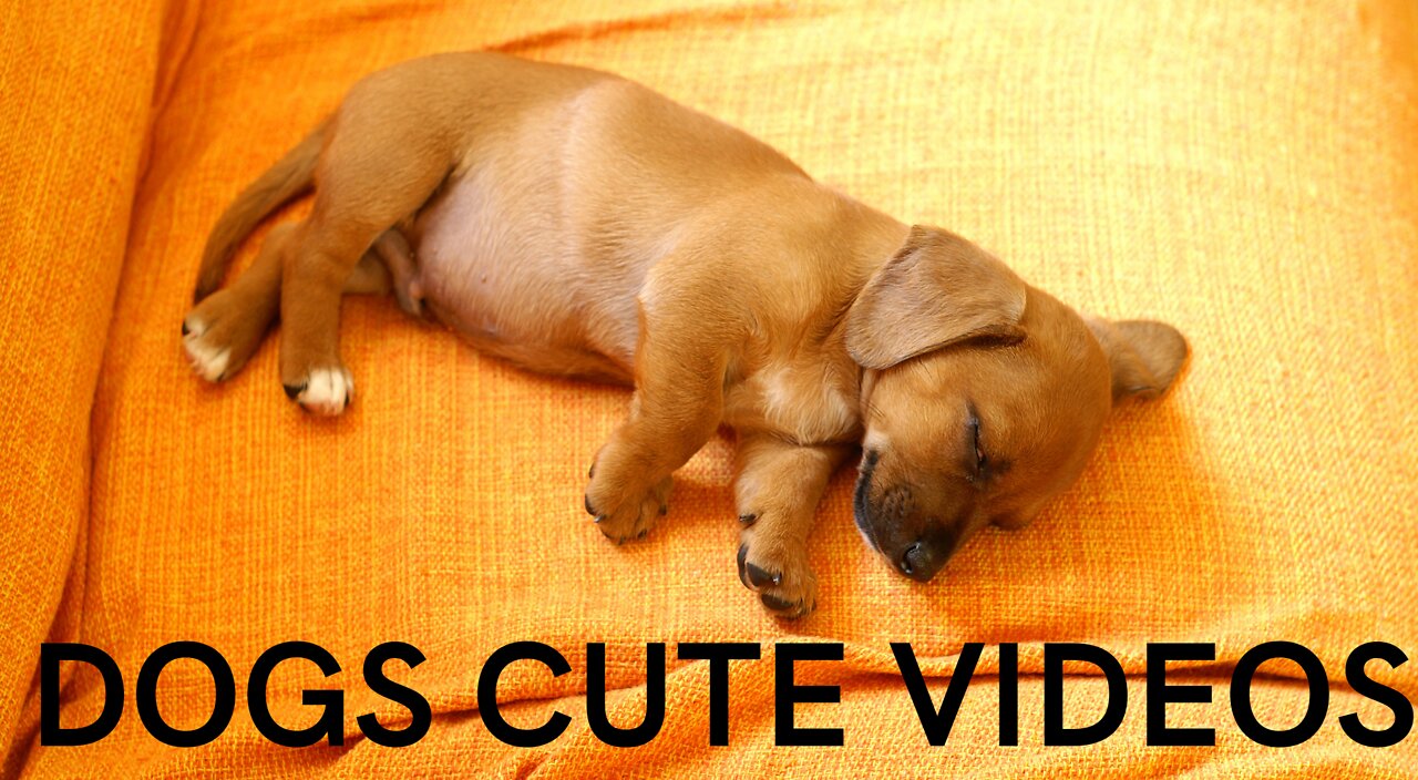 Dogs Cute Videos | Best Dog Cute video