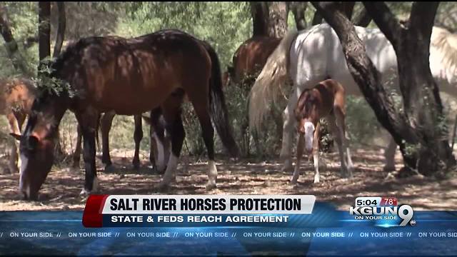 State, feds reach agreement on Salt River horses protection