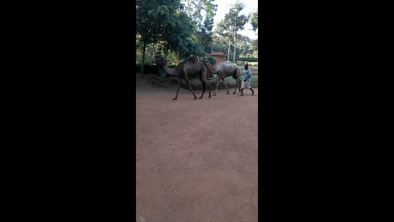 Entebbe Zoo (2) - Walking Camels