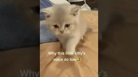 cute cat videos 😹 funny videos 😂 1107 😻 #shorts