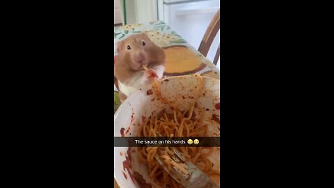 hamster eating