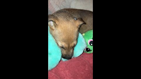 Cute puppy sleeping