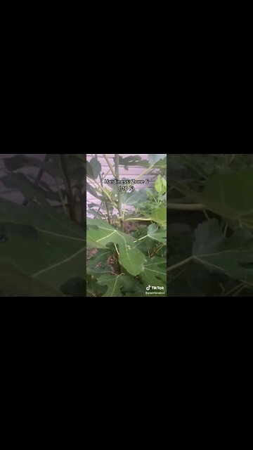 Cold Hardy Fruit Tree That Will Fruit In The First Year!!