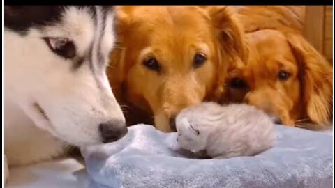 Golden Retrievers and Husky Meeting Their Best Friends Newborn Kitten