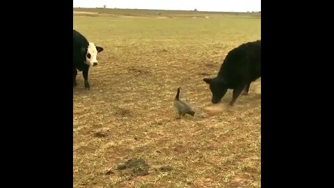 Cows vs Goose
