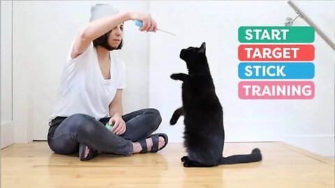 Cats Basic - Cat Training Tips