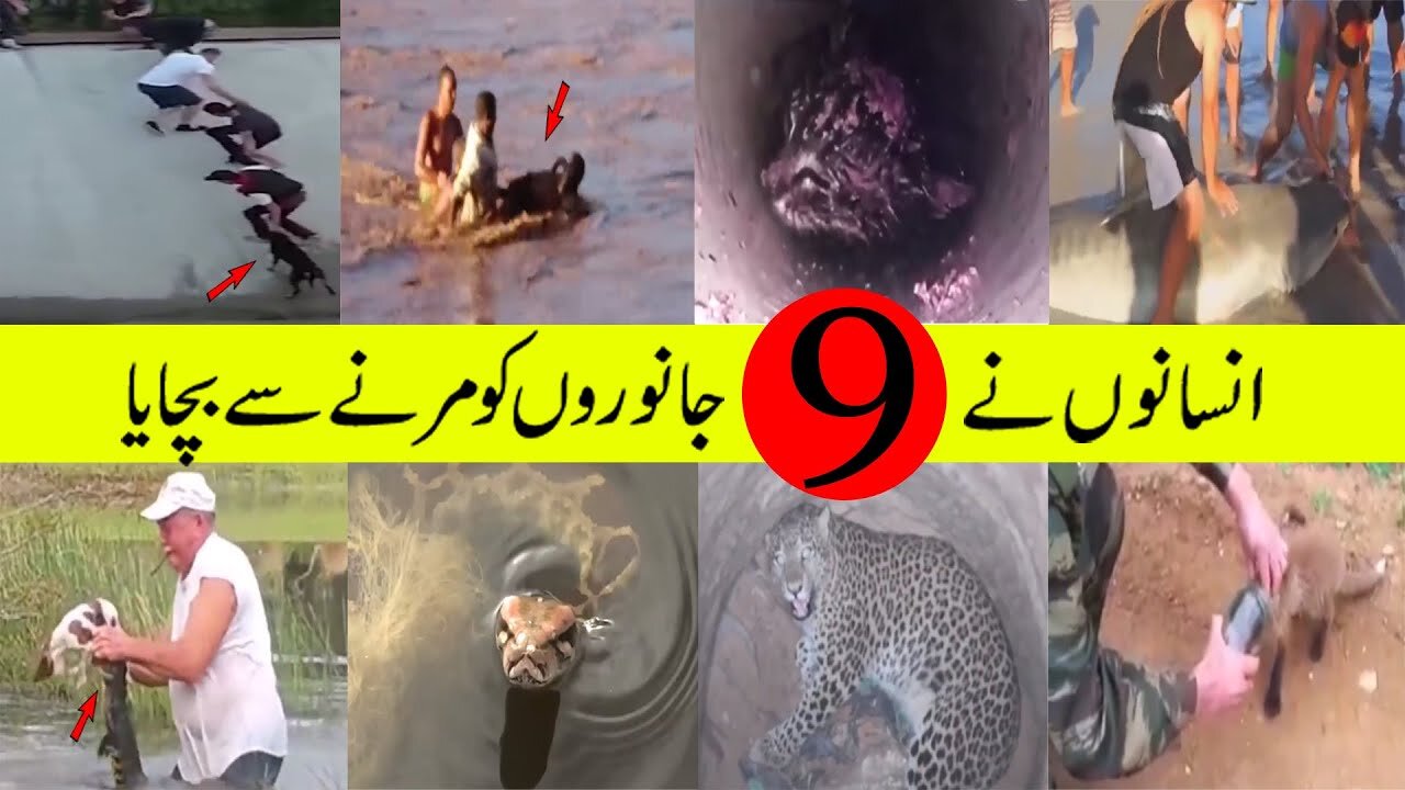 Real Life Heroes | KIND AND TOUCHING ACTIONS | 9 animals people saving | bada or acha socho