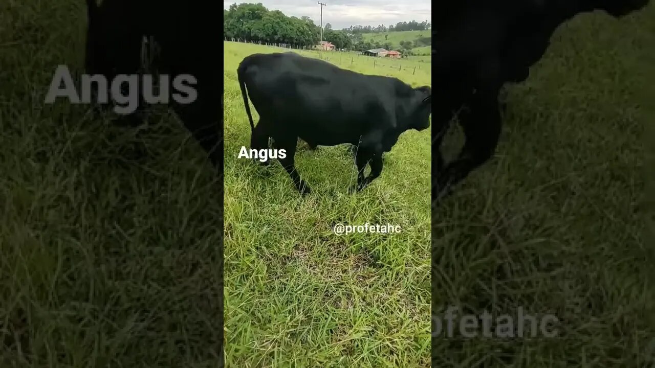 Boi Angus ( haras e Confinamento Profeta ) #shorts #angus #pecuaria