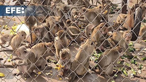 Decenas de monos invaden una comisaría de Policía en Tailandia tras escapar de una jaula