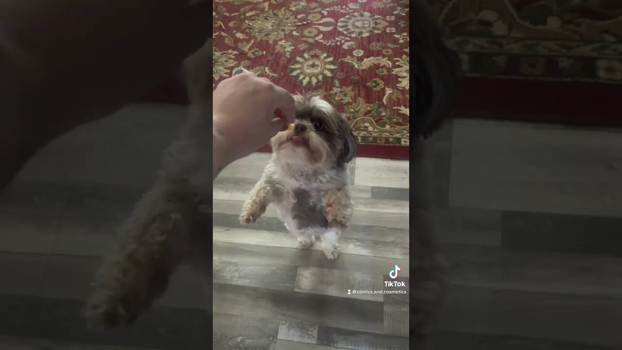 Tiny #TheEwokBaby finally gets some cheese #dog #puppy #dogsofyoutube