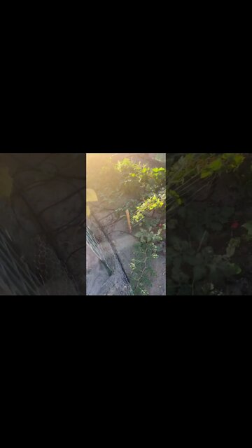 Watermelon 🍉 in the desert 🏜