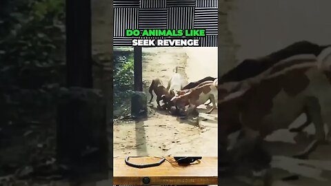 Animals Remember who harmed them?
