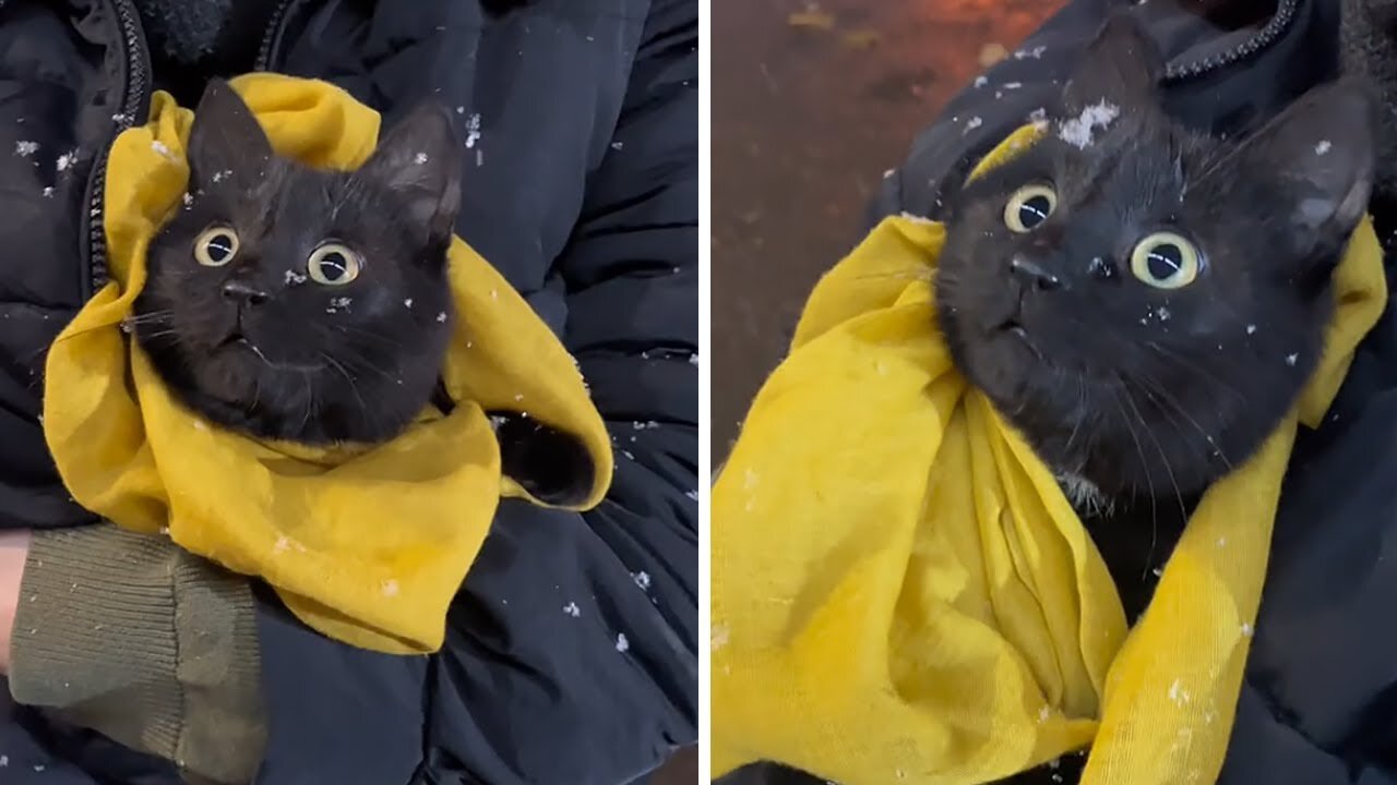 Cat has priceless expression to first snow experience