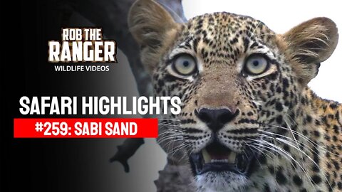 Safari Highlights #259 11 - 14 March 2014 | Sabi Sand Nature Reserve | Latest Wildlife Sightings