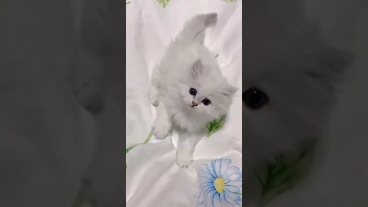 Funny & Cute Dog Compilation TikTok #shorts 😻1080p 2