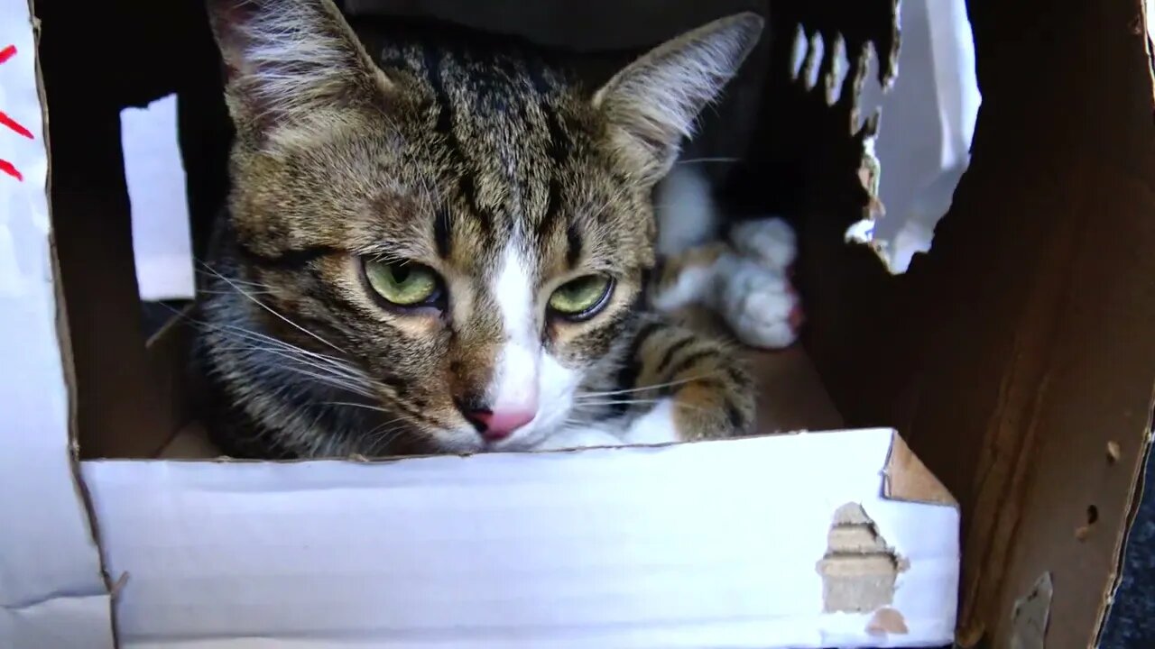 Small Cat Has Eaten from His Toy House