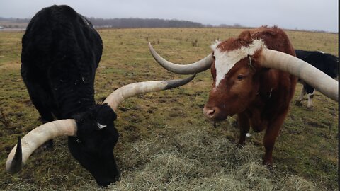 The Wisconsin man raising 13 Texas longhorns on the side of I-94