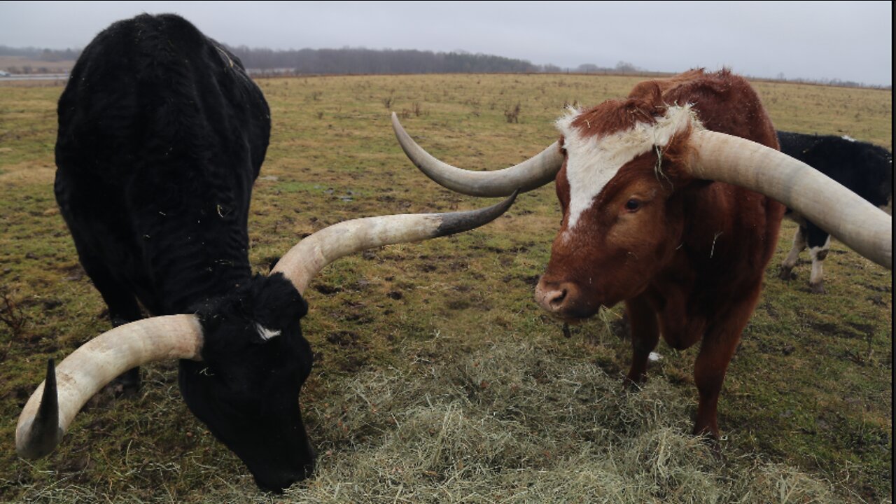 The Wisconsin man raising 13 Texas longhorns on the side of I-94