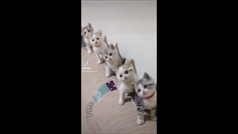 Funny animal
