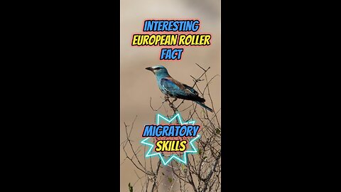 Interesting European Roller Fact | Migration Skills #europeanroller #birds #birdlover #wildlife