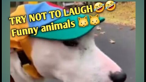 Try not to lough 🤣 funny animals 🐱 ll #shorts #funnyvideo