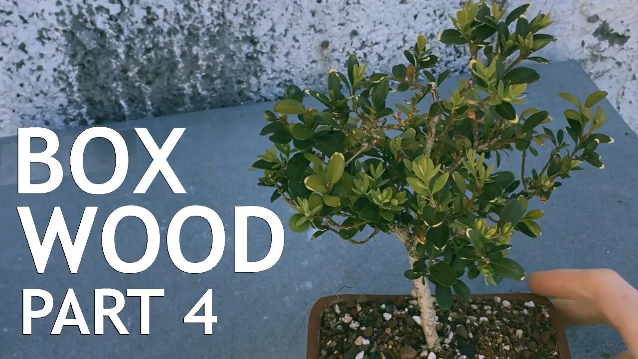 Boxwood Bonsai tree from Nursery Stock, 4