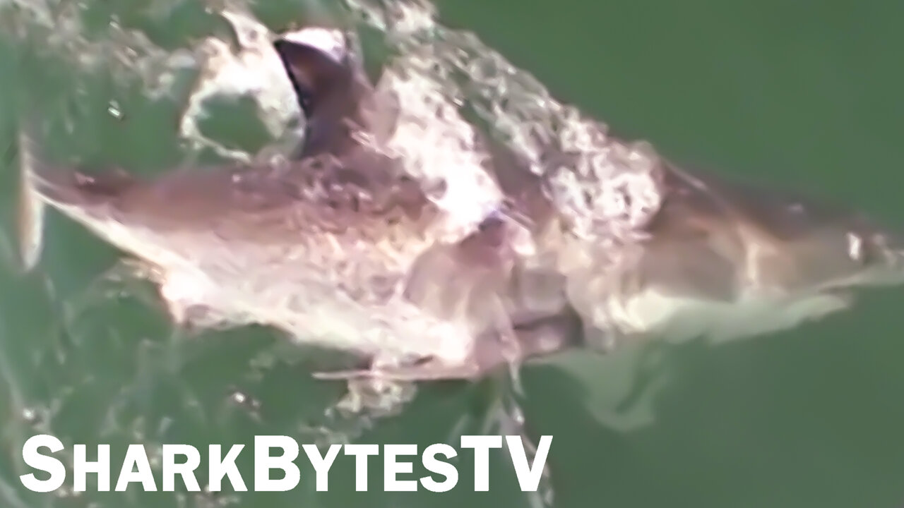 Shark Attack Caught on Video Shark Bytes TV Ep 43, Slow Motion Great White Breach