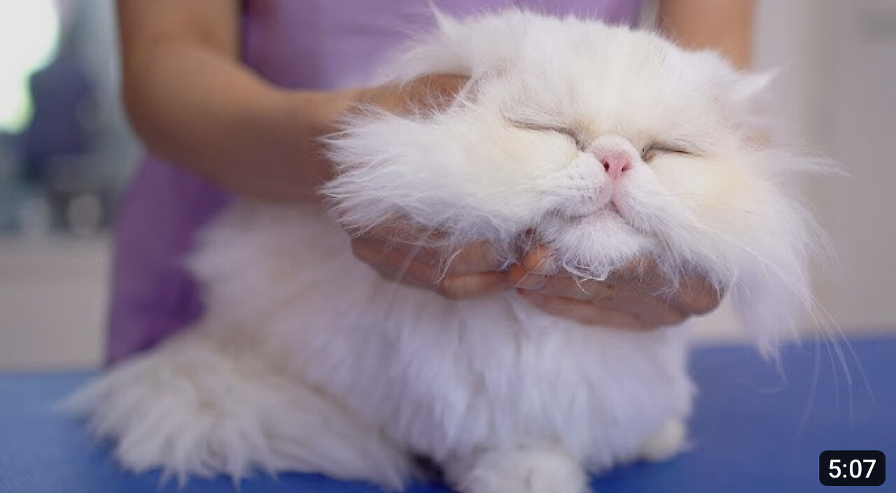 I've never seen such a lovely cat!!😻🛁✂️❤️Gentle white persian cat!!