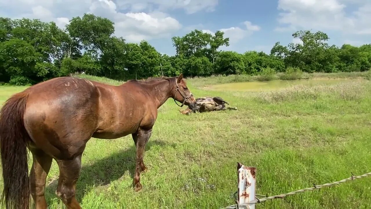 Loaner Horse Belle & Buddy Updates Of Their Ventures