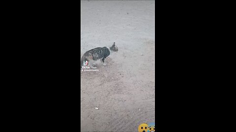 friendly cat