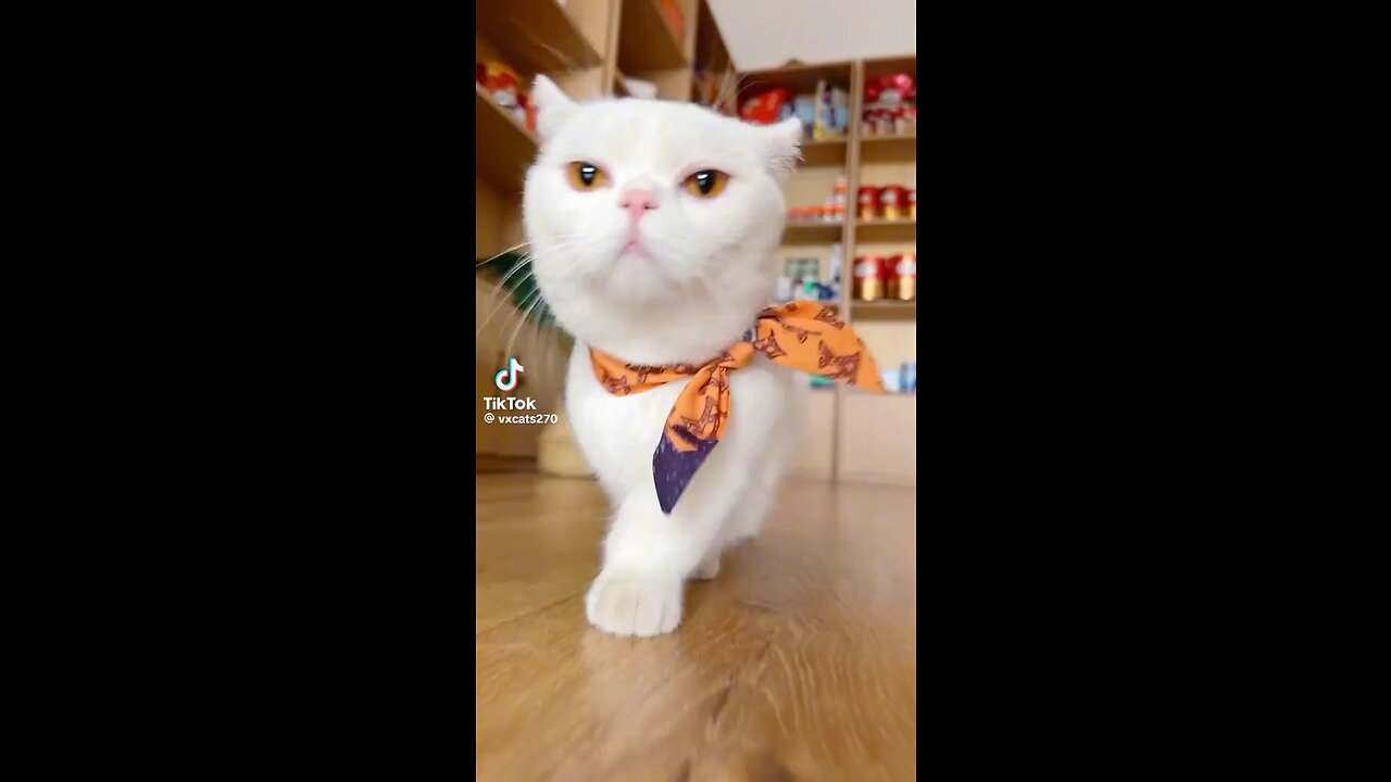 Mail Cat Attitude Cutest look ❤️❤️