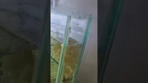 Fish tank completely powered by Air Lines. No pump. Super red longfin bn project. Side drop tank.