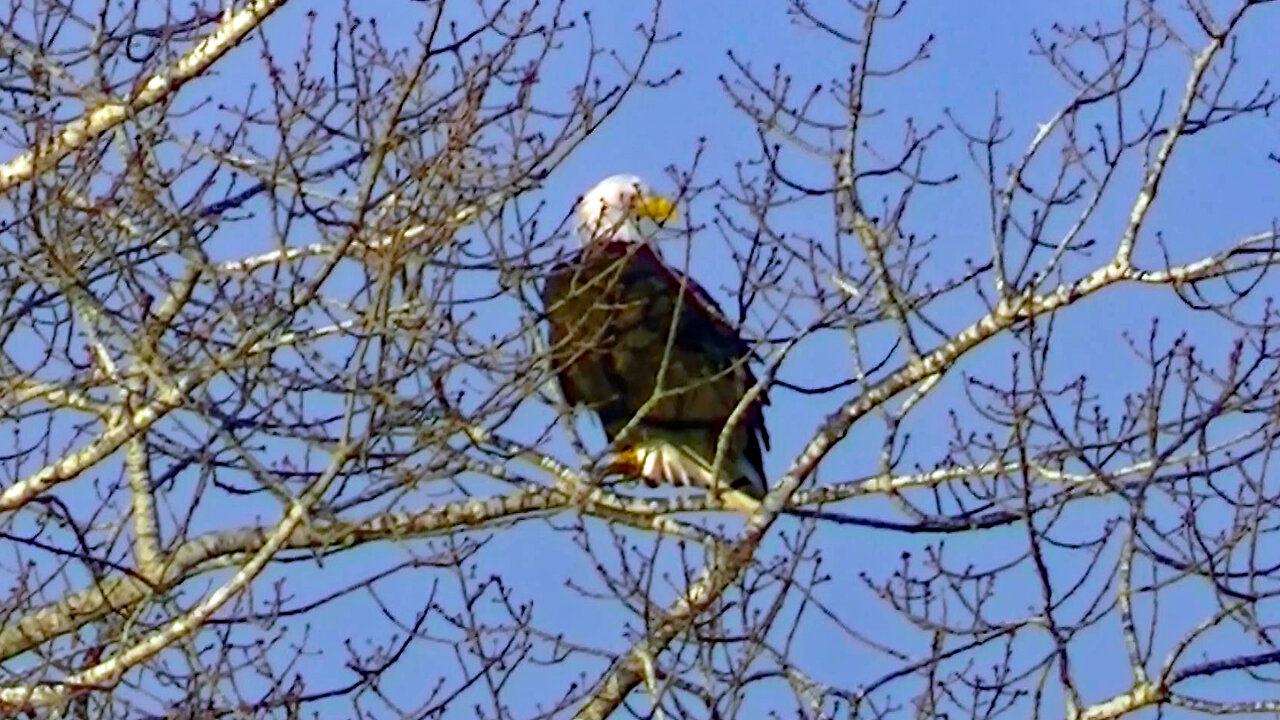 IECV NV #747 - 👀 American Bald Eagle Up High In The Neighbor's Tree 🦅 2-13-2019