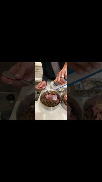 Raw food meals for dogs part 1