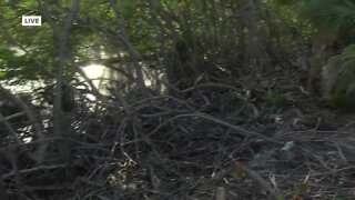 Fort Myers Beach community fights mangrove clearing in Old Pelican Bay