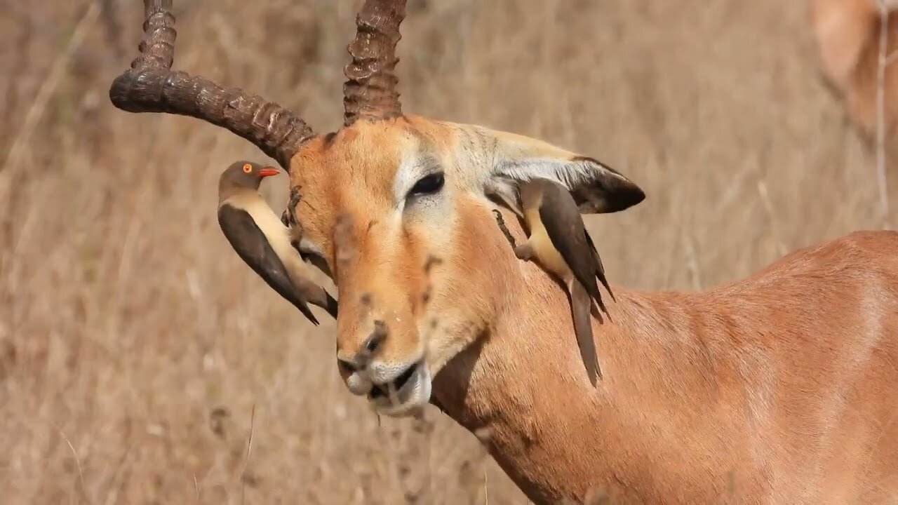 Grooming services provided by Oxpeckers on tick-invested animals