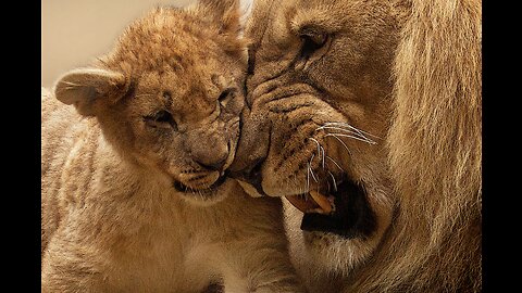 Lions: Known as the “king of the jungle