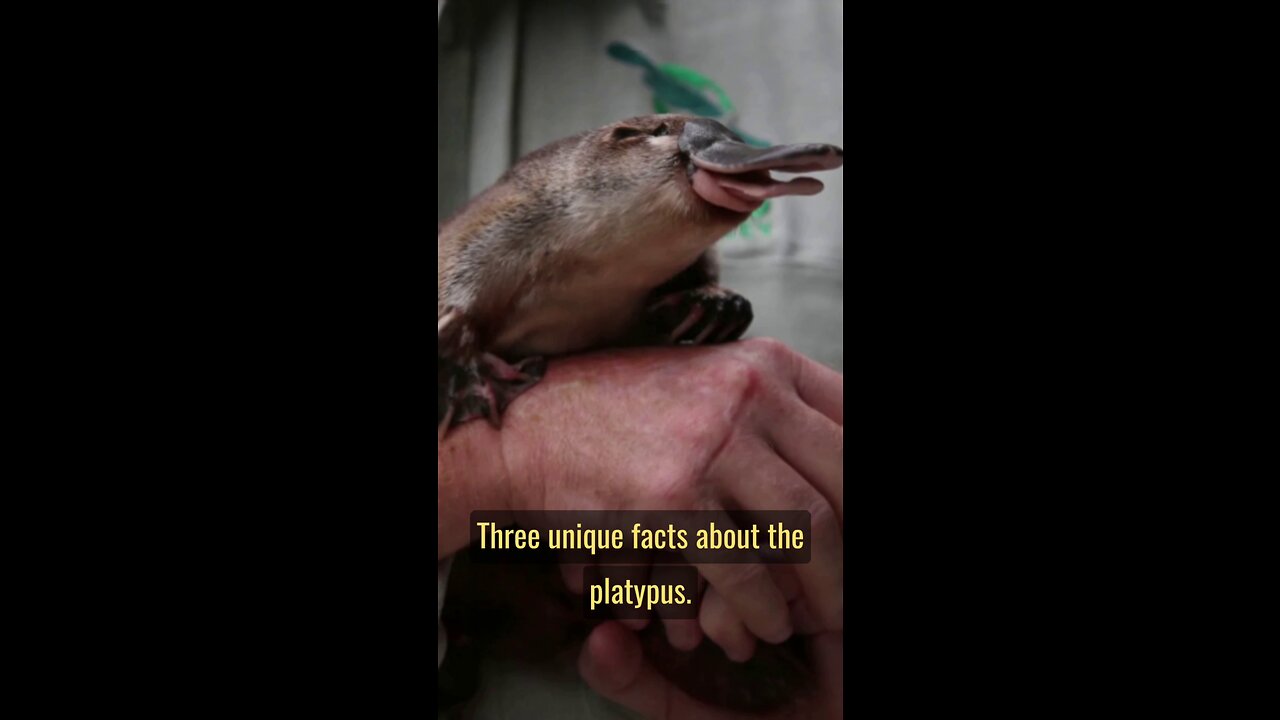 Extraordinary Platypus: Egg-laying, Electric Bilks!