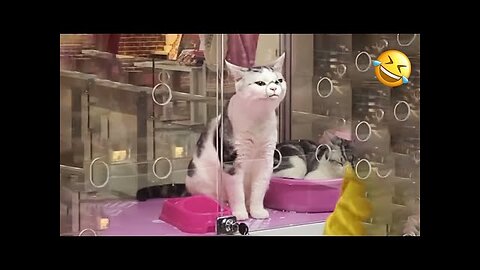 cats funny videos