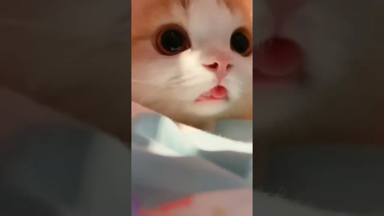 Am I Cute? #Cute #Cats